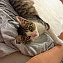 kitten, tabby, cat, pet, indoor, bed, gray_shirt, arm, feline, cute, resting, young_animal, whiskers, pink_nose, striped, close_up, soft_light, relaxed, domestic_animal, curious