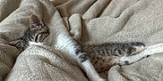 Minnosh participe au concours pour gagner de l'argent avec cette photo : kitten, cat, sleeping, blanket, beige, cozy, furry, pet, indoor, resting, cute, animal, domestic_cat, fur, relaxation, comfort, soft, nap, young_cat, feline