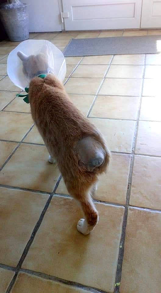 Popcorn participe au concours pour gagner de l'argent avec cette photo : carnivore, cat, collar, companion_dog, dog_breed, fawn, felidae, floor, flooring, fur, hardwood, liver, small_to_medium_sized_cats, snout, sporting_group, tail, tile_flooring, whiskers, wood, working_animal