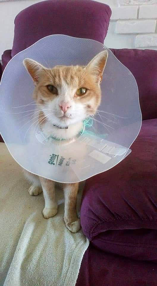 Popcorn participe au concours pour gagner de l'argent avec cette photo : box, carnivore, cat, domestic_short_haired_cat, fawn, felidae, fur, magenta, paw, pet_supply, sitting, small_to_medium_sized_cats, snout, tail, whiskers, window