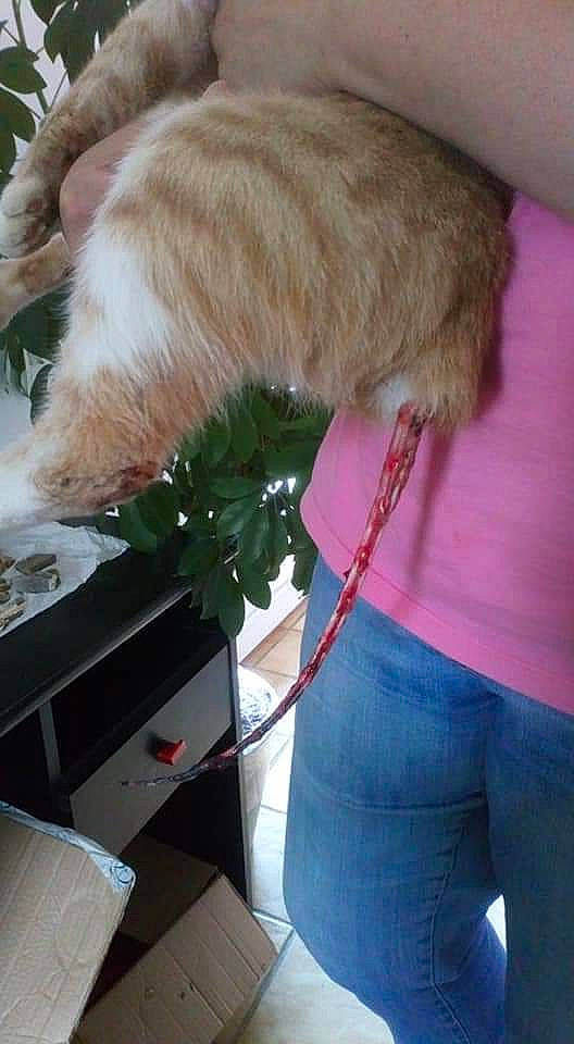 Popcorn a rejoint le concours — aidez-le/la à gagner de superbes lots ! carnivore, cat, collar, companion_dog, denim, dog_breed, dog_collar, electric_blue, felidae, fur, magenta, pet_supply, shipping_box, small_to_medium_sized_cats, sporting_group, tail, whiskers