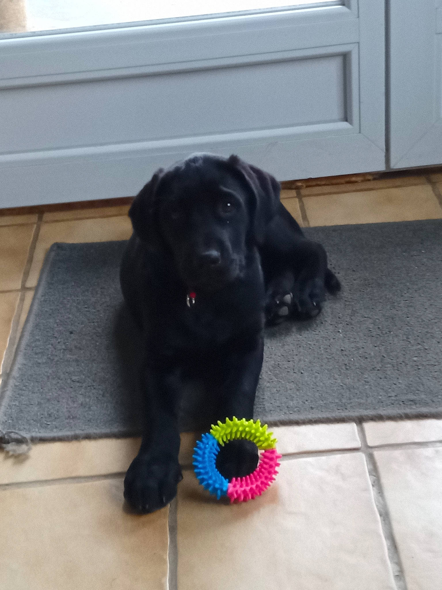 Milo participe au concours pour gagner de l'argent avec cette photo : carnivore, collar, companion_dog, dog, dog_breed, dog_collar, dog_supply, door_mat, floor, flooring, fur, gun_dog, hardwood, leash, liver, pet_supply, retriever, sporting_group, tail, working_animal