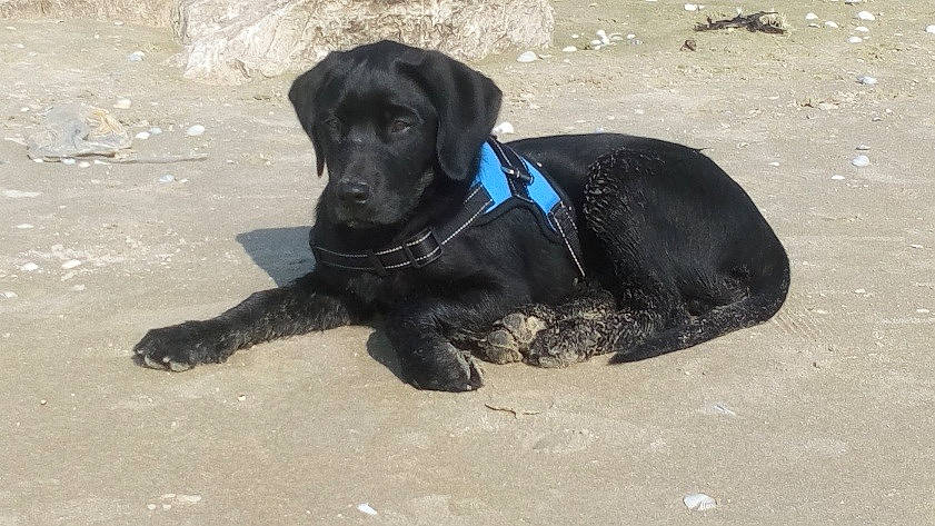 Milo a rejoint le concours — aidez-le/la à gagner de superbes lots ! borador, canidae, carnivore, collar, companion_dog, dog, dog_breed, dog_collar, dog_supply, electric_blue, gun_dog, hunting_dog, personal_protective_equipment, pet_supply, retriever, tail, terrestrial_animal, working_animal, working_dog