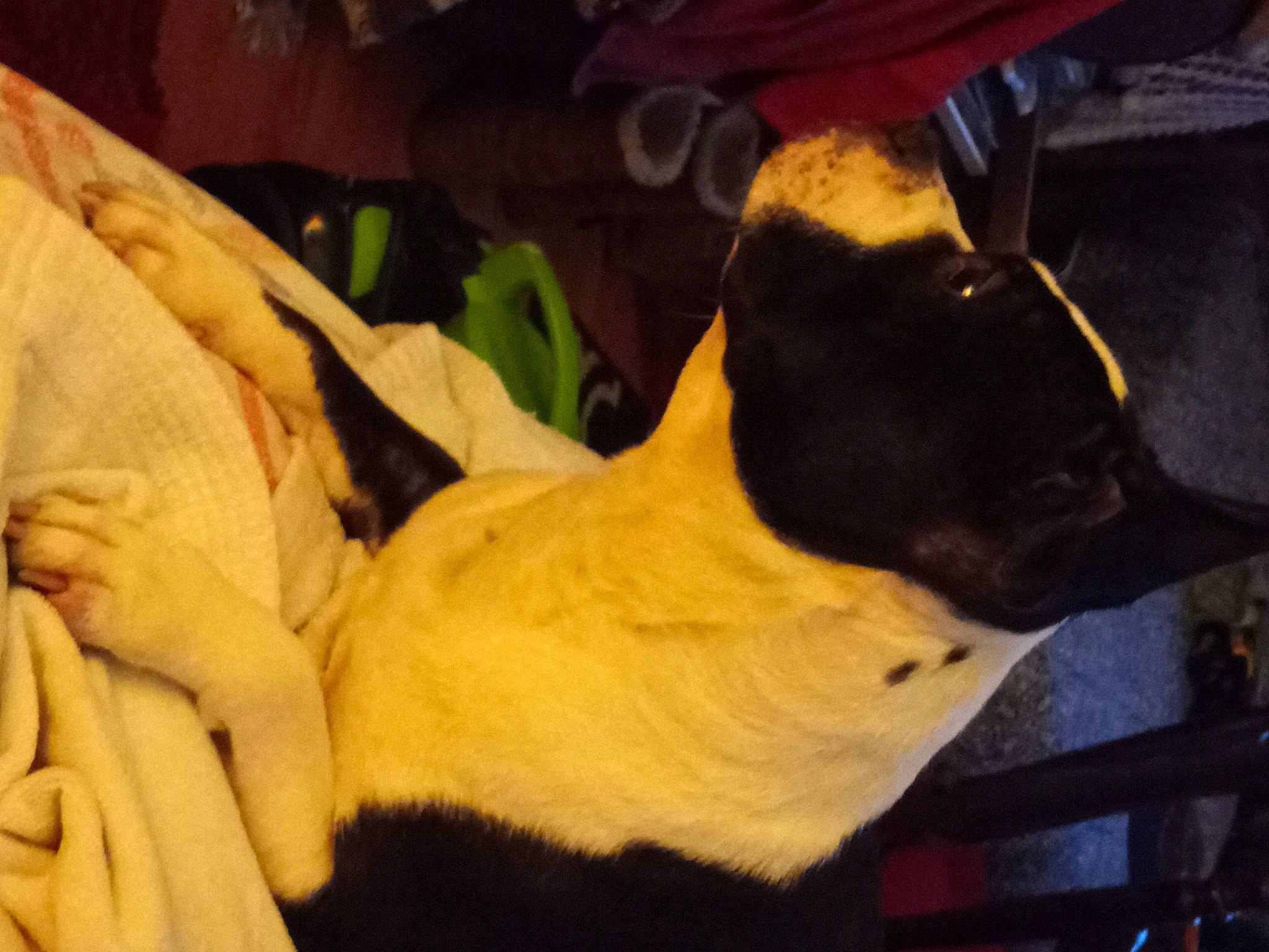 Joker joined the competition — help win amazing prizes! canidae, carnivore, collar, comfort, companion_dog, dog, dog_breed, dog_collar, ear, fawn, fur, guard_dog, non_sporting_group, pet_supply, puppy, snout, sporting_group, toy_dog, whiskers, working_animal