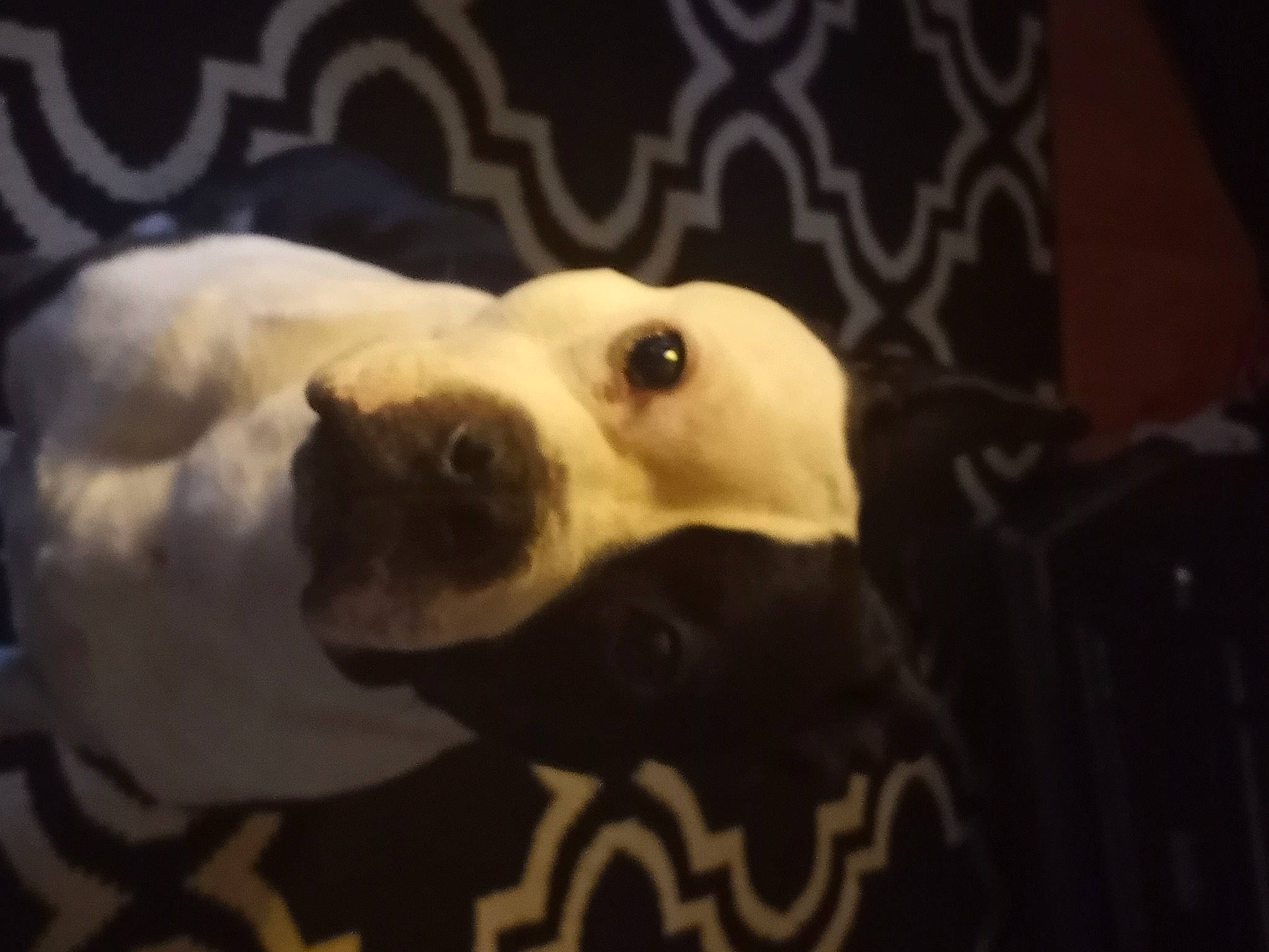 Joker joined the competition — help win amazing prizes! bone, canidae, carnivore, comfort, companion_dog, darkness, dog, dog_breed, eye, fawn, font, fur, non_sporting_group, paw, puppy_love, sporting_group, terrestrial_animal, toy_dog, whiskers, working_animal