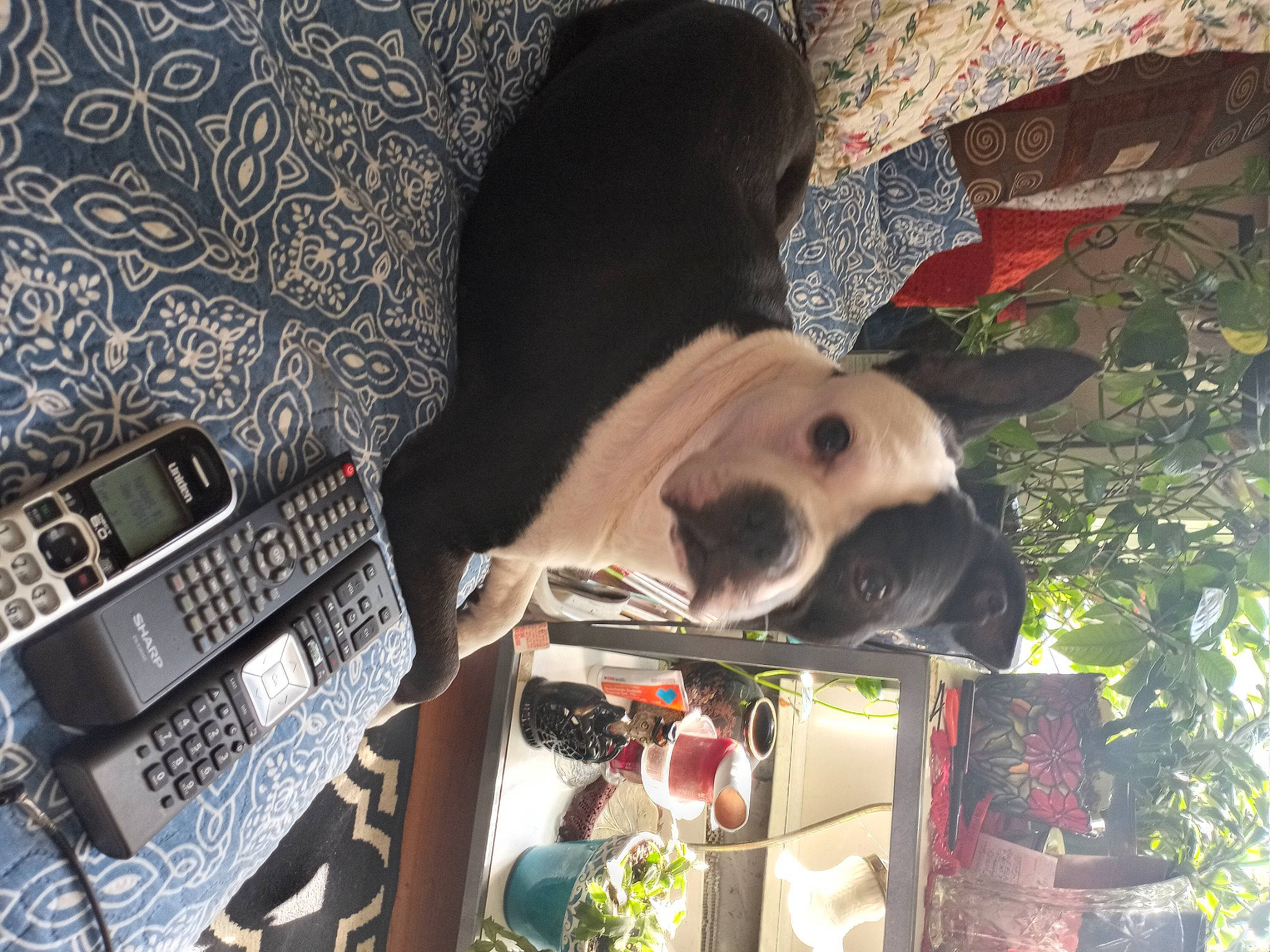 Joker is registered to the contest to win money with this photo: audio_equipment, carnivore, fawn, fur, plant, room, sporting_group, toy, tree, vegetable, working_animal