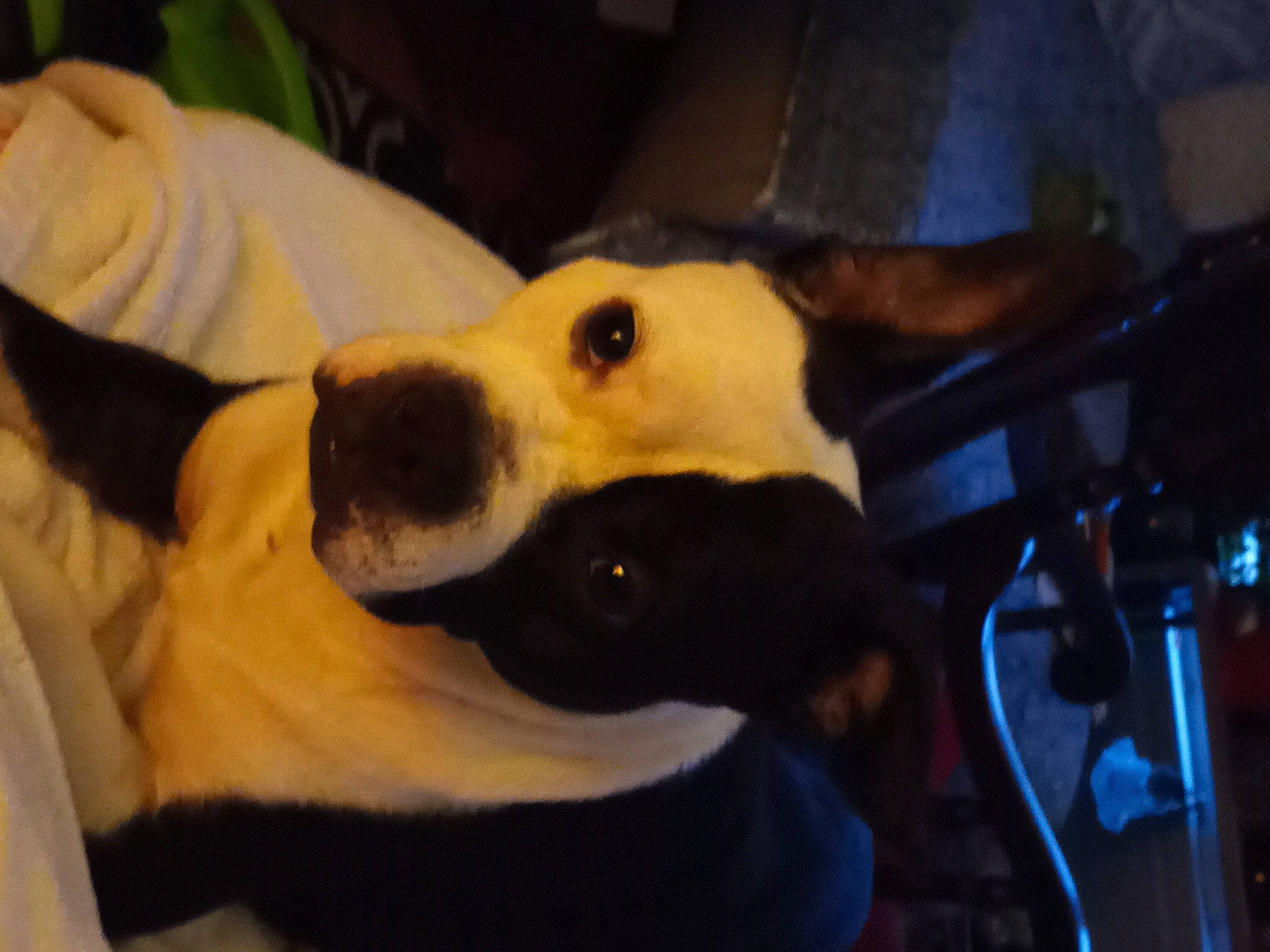 Joker joined the competition — help win amazing prizes! canidae, carnivore, comfort, companion_dog, couch, dog, dog_breed, dog_supply, ear, fawn, fur, guard_dog, jaw, mammal, non_sporting_group, snout, sporting_group, terrestrial_animal, whiskers, working_animal