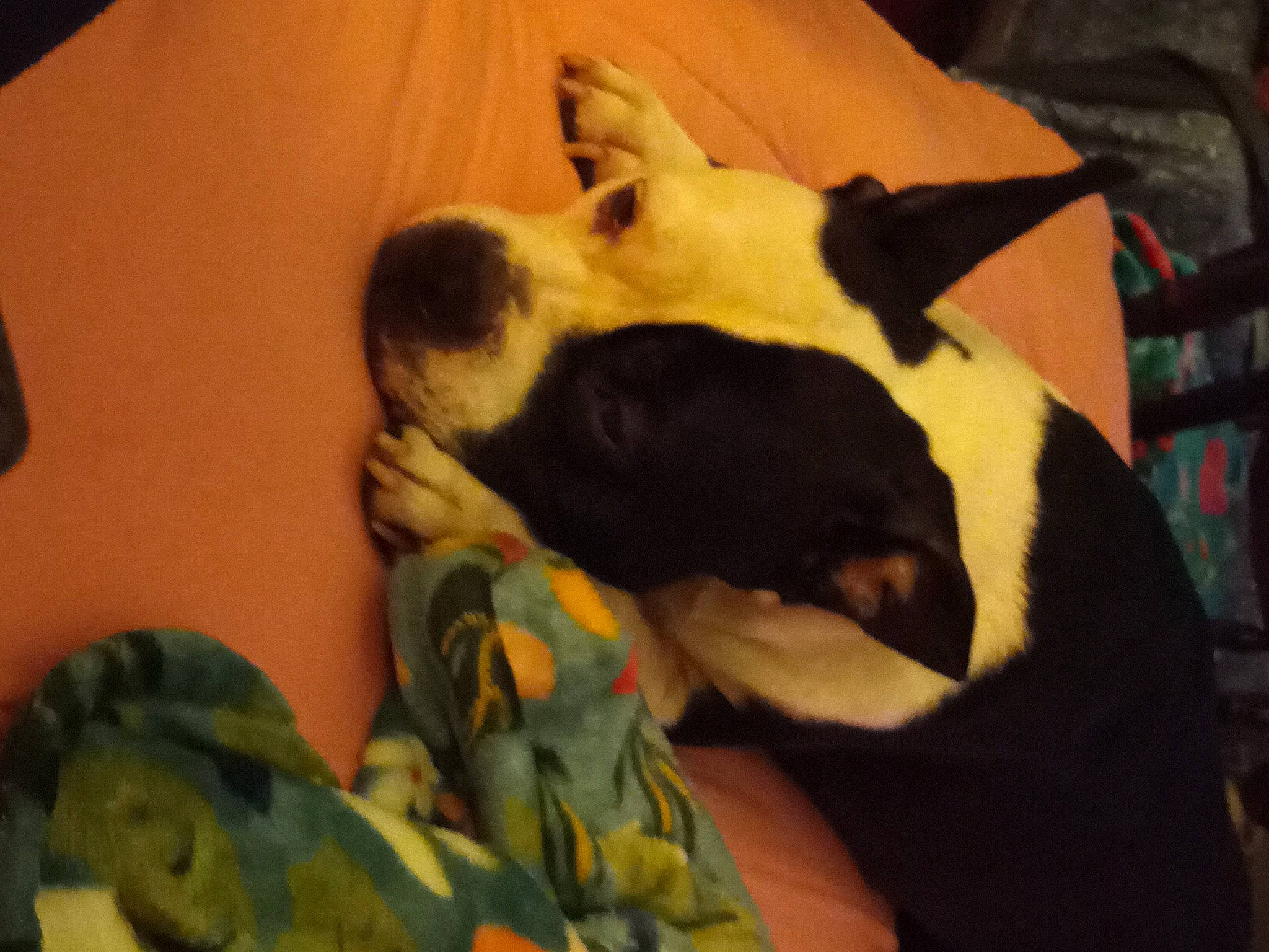 Joker is registered to the contest to win money with this photo: bed, canidae, carnivore, comfort, companion_dog, couch, dog, dog_breed, dog_supply, fawn, fur, linens, nap, sleep, snout, sporting_group, terrestrial_animal, toy_dog, whiskers, working_animal