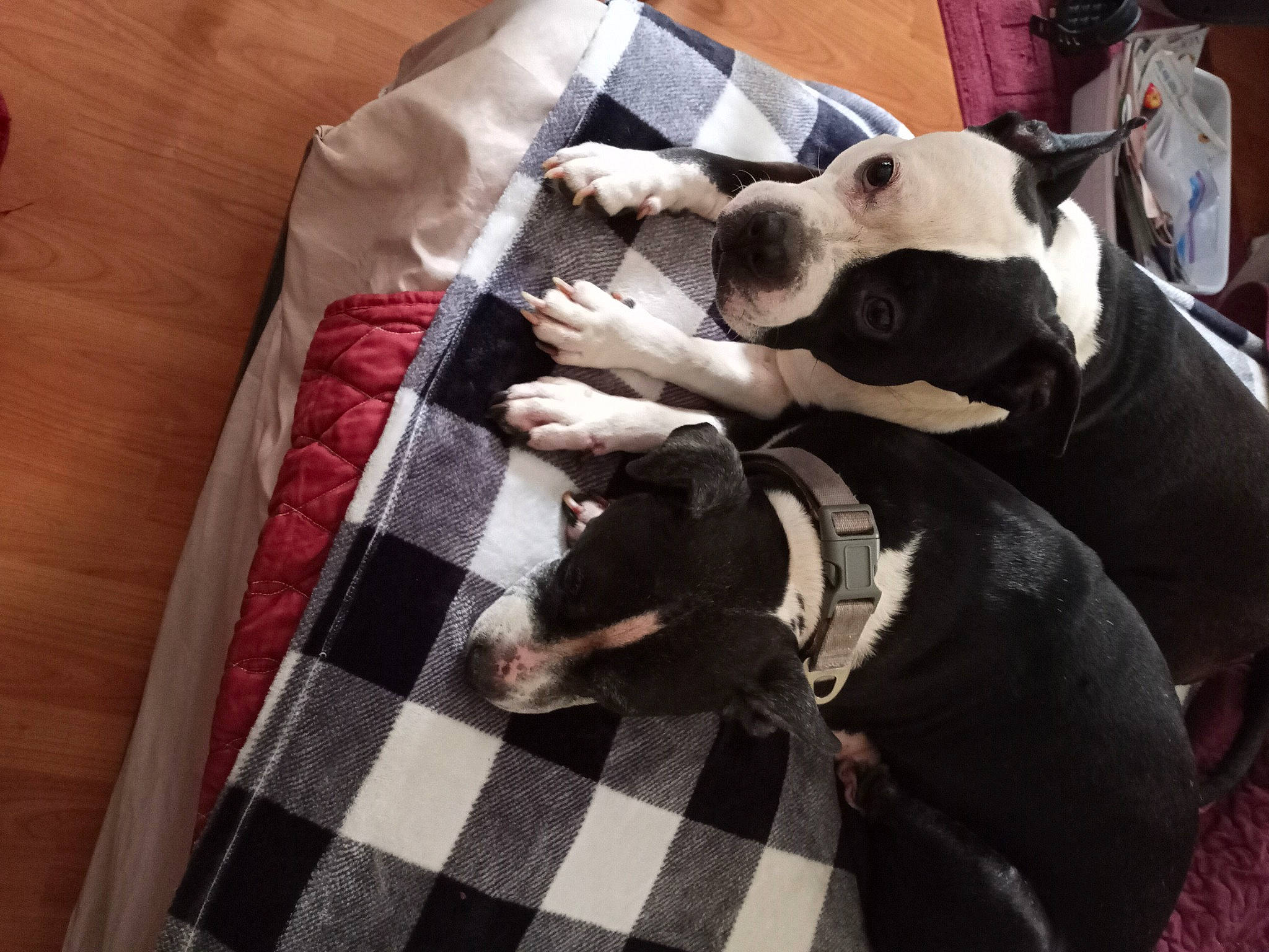 Violet is registered to the contest to win money with this photo: canidae, carnivore, collar, comfort, companion_dog, couch, dog, dog_breed, dog_supply, fawn, flooring, linens, pattern, pet_supply, plaid, snout, sporting_group, tartan, wood, working_animal