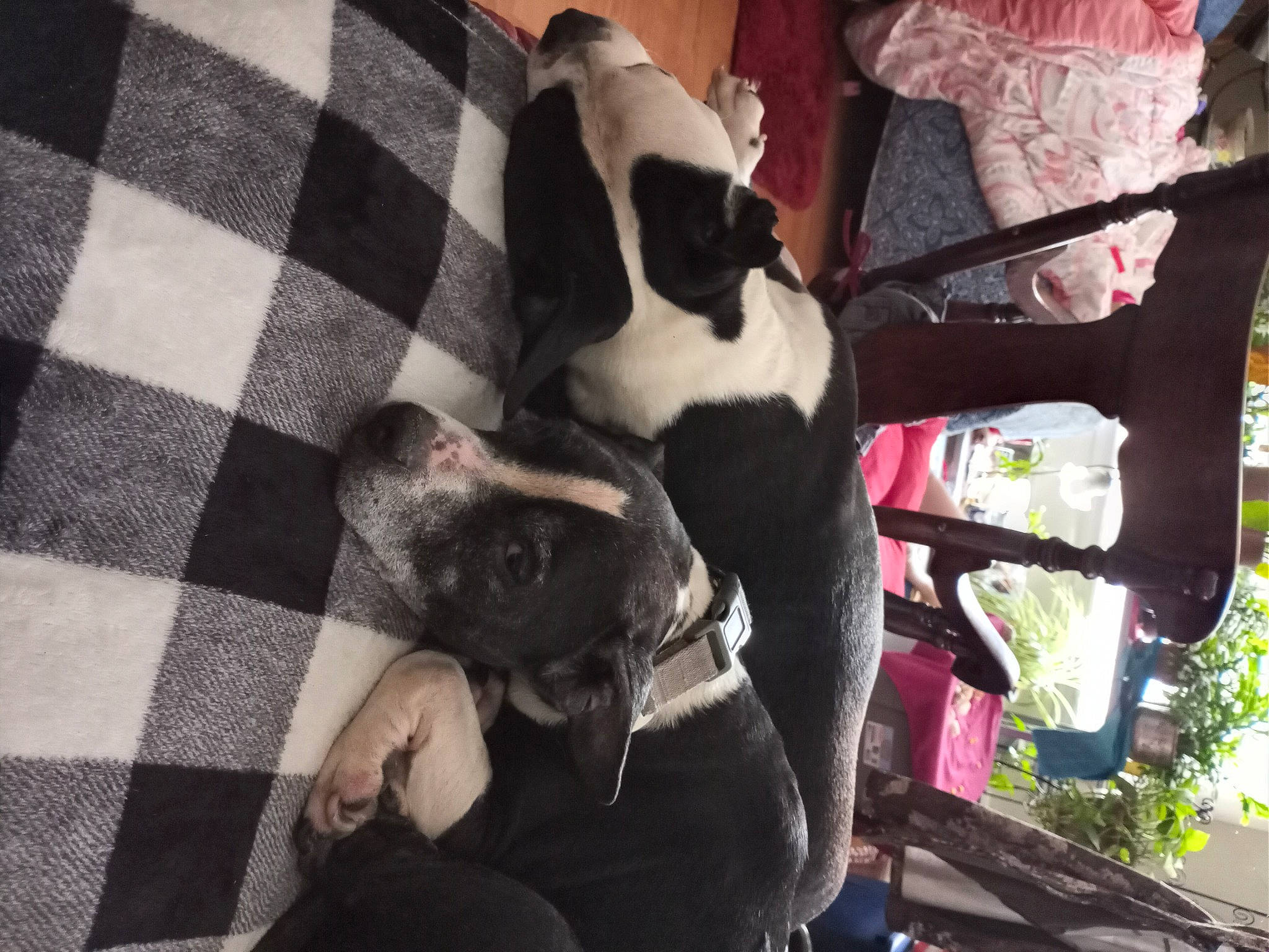 Violet is registered to the contest to win money with this photo: canidae, carnivore, comfort, companion_dog, dog, dog_breed, dog_supply, fawn, fur, linens, non_sporting_group, pattern, plaid, plant, snout, sporting_group, tartan, tree, working_animal, woven_fabric