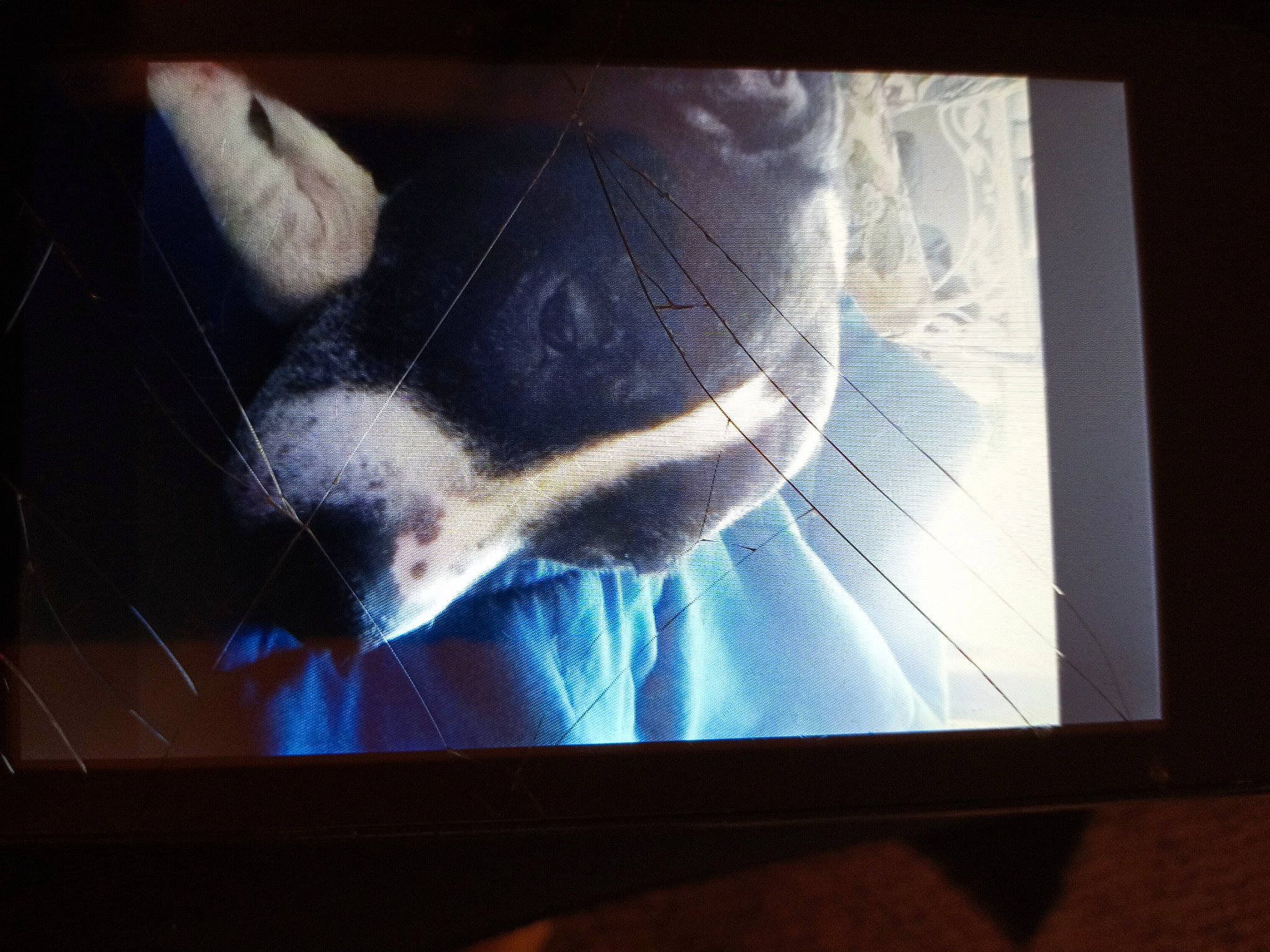 Violet is registered to the contest to win money with this photo: art, carnivore, cat, display_device, dog_breed, electric_blue, electronic_device, felidae, flat_panel_display, gadget, jaw, multimedia, output_device, small_to_medium_sized_cats, space, tail, technology, television_set, visual_arts, whiskers