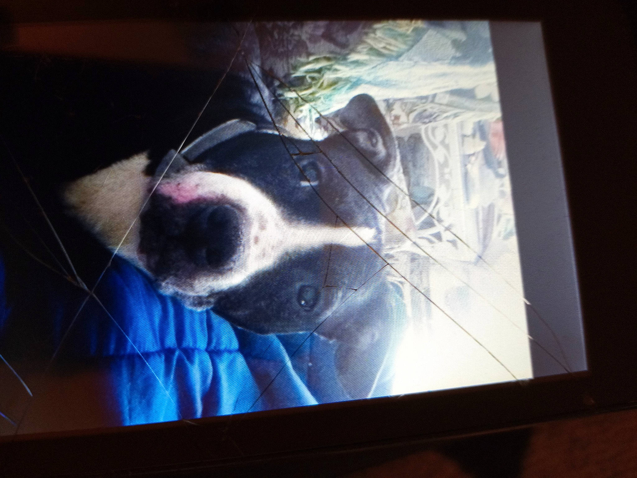 Violet joined the competition — help win amazing prizes! audio_equipment, carnivore, companion_dog, couch, display_device, dog, dog_breed, electric_blue, electronic_device, flat_panel_display, gadget, multimedia, output_device, picture_frame, rectangle, room, television_set, whiskers, window, working_animal