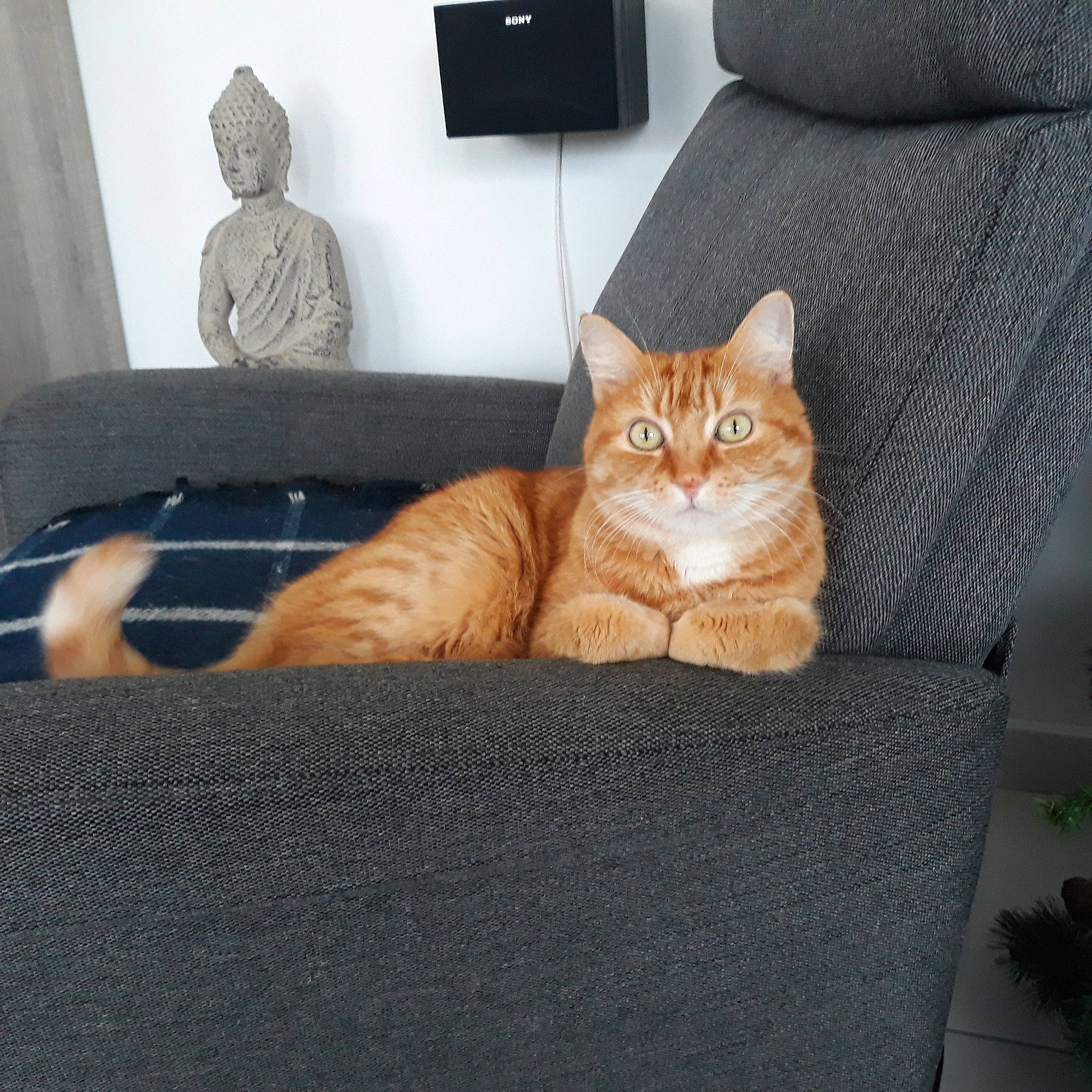 Filou participe au concours pour gagner de l'argent avec cette photo : carnivore, cat, comfort, couch, fawn, felidae, floor, flooring, furniture, grey, hardwood, interior_design, living_room, small_to_medium_sized_cats, studio_couch, tail, textile, whiskers, window, wood