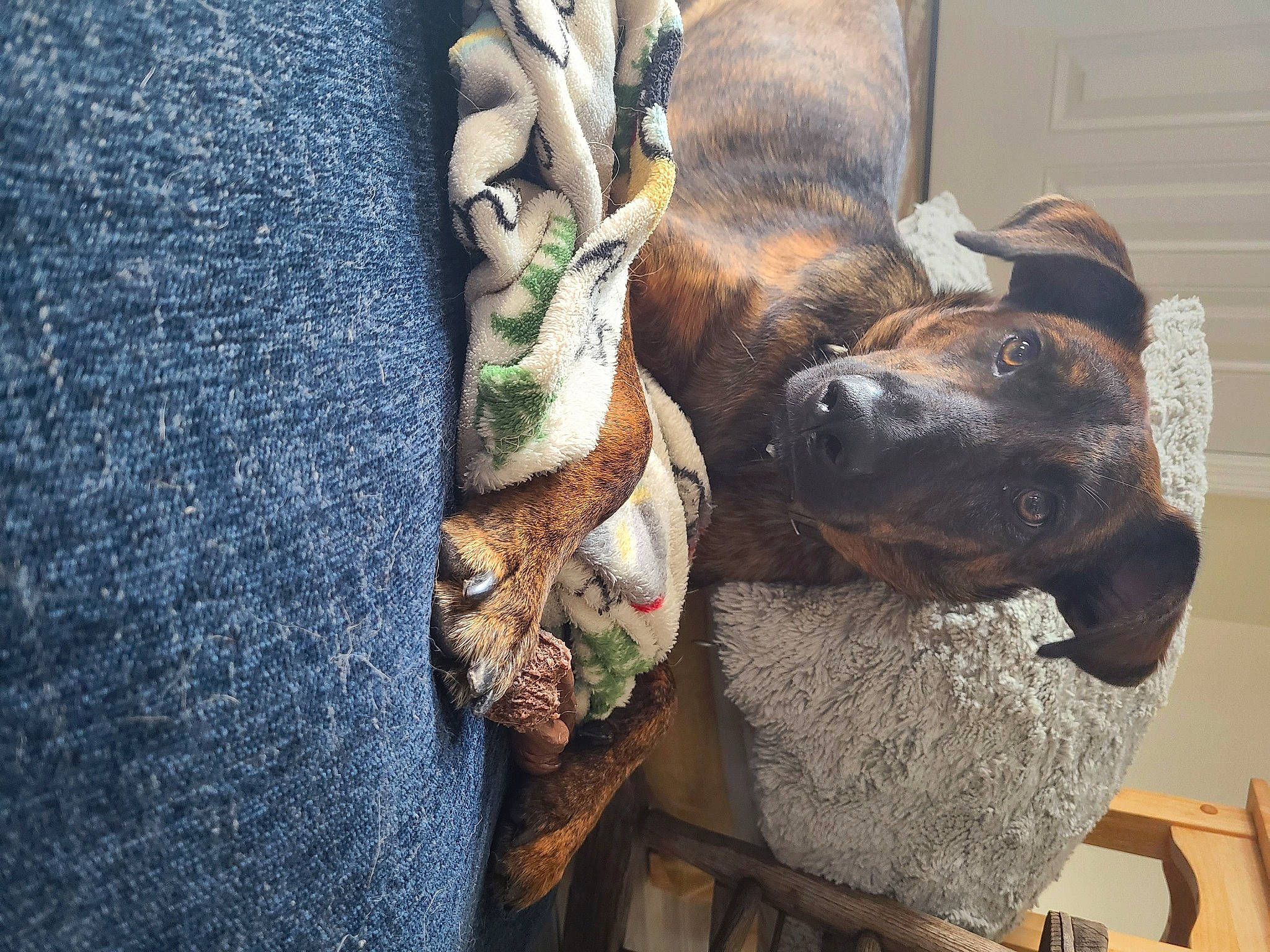 Maisy is registered to the contest to win money with this photo: canidae, carnivore, chair, collar, comfort, companion_dog, dog, dog_breed, dog_collar, dog_supply, ear, electric_blue, fawn, fur, liver, pet_supply, snout, sporting_group, whiskers, working_animal