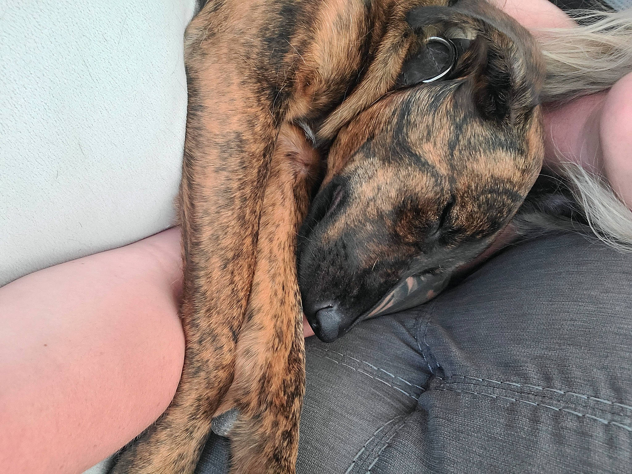 Maisy is registered to the contest to win money with this photo: canidae, carnivore, collar, comfort, companion_dog, dog, dog_breed, ear, fawn, fur, gesture, human_leg, liver, pack_animal, snout, sporting_group, terrestrial_animal, whiskers, working_animal, wrinkle