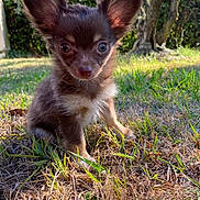 Soko participe au concours pour gagner de l'argent avec cette photo : puppy, dog, grass, outdoor, nature, sunlight, ears, brown_fur, cute, pet, animal, young, small, alert, eyes, sitting, yard, tree, daytime, background