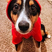 Sam joined the competition — help win amazing prizes! dog, puppy, hoodie, red_clothing, heart_ears, carpet, indoor, pet, close_up, cute, costume, animal, fur, black_fur, white_paws, brown_fur, looking_at_camera, sitting, adorable, young_dog