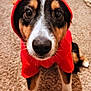 dog, puppy, hoodie, red_clothing, heart_ears, carpet, indoor, pet, close_up, cute, costume, animal, fur, black_fur, white_paws, brown_fur, looking_at_camera, sitting, adorable, young_dog