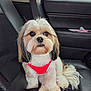 Rosie is registered to the contest to win money with this photo: dog, pet, car_interior, backseat, harness, fluffy, groomed, leash, black_seat, window, seatbelt, small_dog, cute, sitting, fur, animal, companion, indoor, transportation, calm