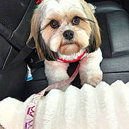 Rosie is registered to the contest to win money with this photo: dog, pet, car_seat, leash, blanket, fur, cute, small_dog, expressive_eyes, bow, indoor, transportation, seatbelt, animal, companion, adorable, waiting, closeup, fur_texture, resting