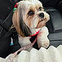 Rosie joined the competition — help win amazing prizes! dog, pet, car_seat, leash, harness, bow, fluffy, groomed, white, brown, black, animal, cute, indoors, seatbelt, blanket, closeup, side_view, looking_away, companion