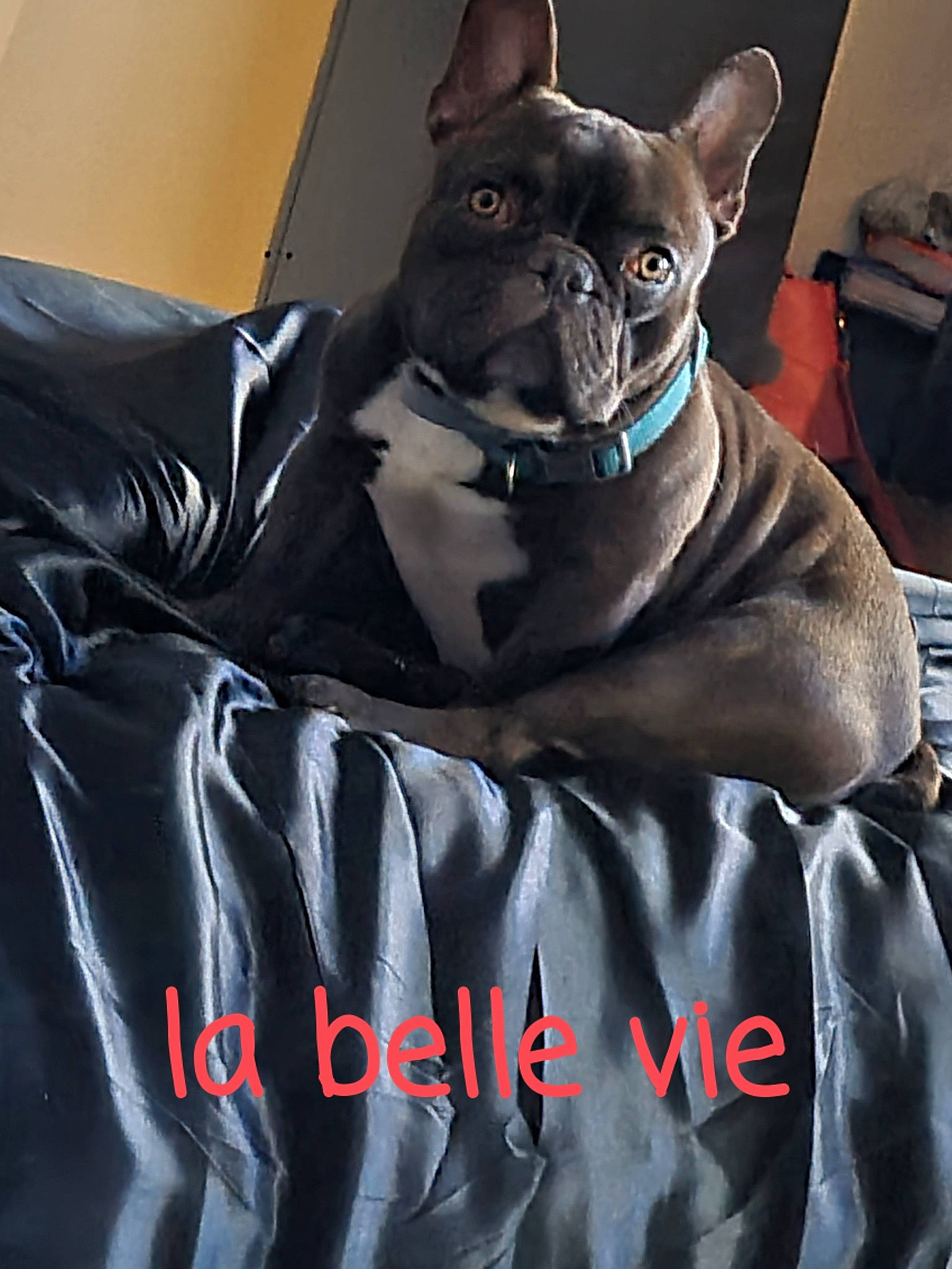 Bamak participe au concours pour gagner de l'argent avec cette photo : black_cat, canidae, carnivore, collar, comfort, companion_dog, dog_breed, electric_blue, fawn, felidae, fictional_character, fur, grey, linens, pattern, sleeve, small_to_medium_sized_cats, snout, toy_dog, whiskers