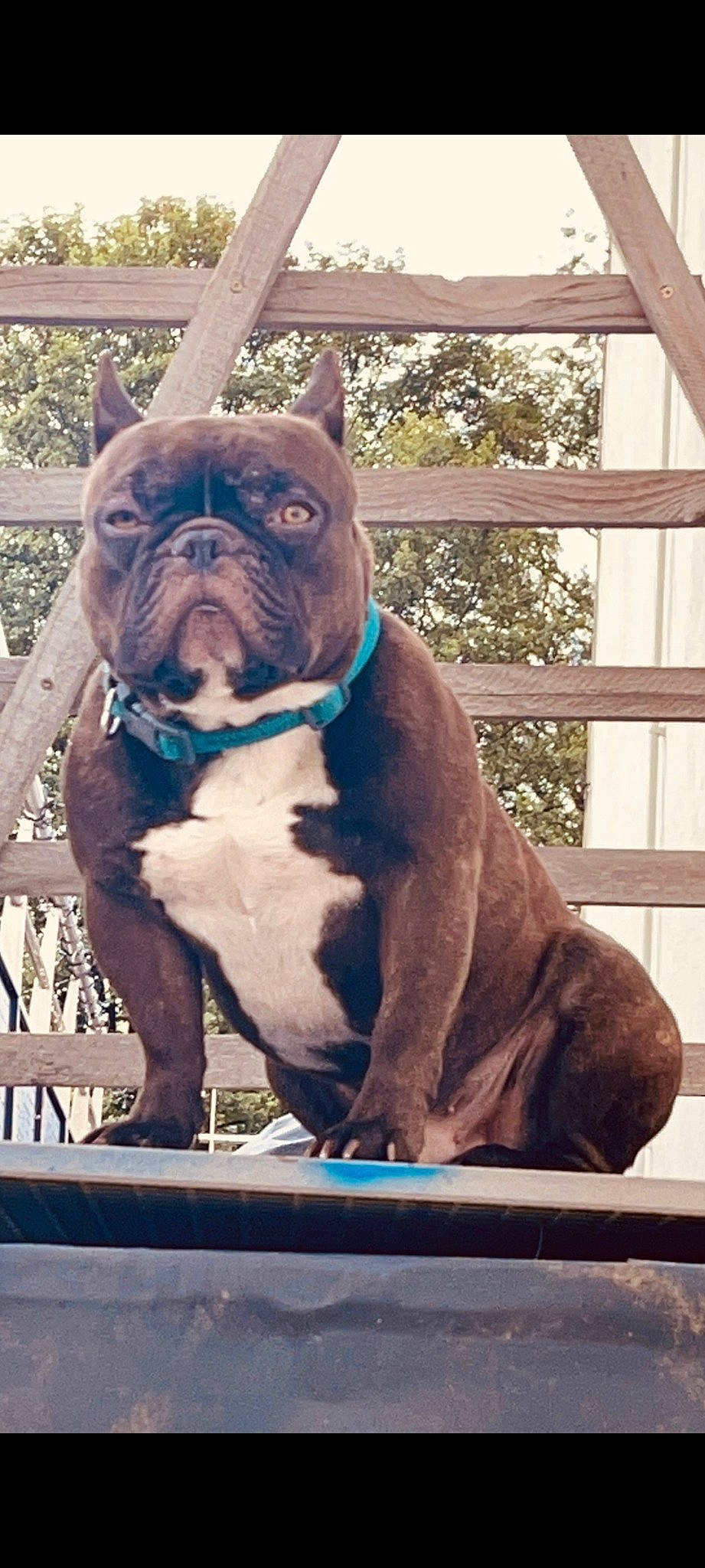 Bamak participe au concours pour gagner de l'argent avec cette photo : bulldog, canidae, carnivore, collar, companion_dog, dog, dog_breed, dog_collar, electric_blue, fawn, fence, molosser, plant, snout, sporting_group, toy_dog, window, wood, working_animal, wrinkle