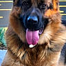 dog, german_shepherd, tongue_out, pet, animal, canine, fur, ears, paw, outdoor, resting, portrait, happy, face, brown, black, closeup, tongue, muzzle, companion