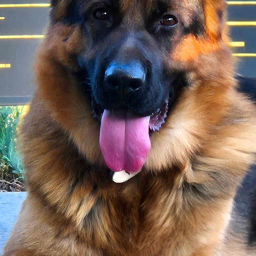 U'Siago a rejoint le concours — aidez-le/la à gagner de superbes lots ! dog, german_shepherd, tongue_out, pet, animal, canine, fur, ears, paw, outdoor, resting, portrait, happy, face, brown, black, closeup, tongue, muzzle, companion