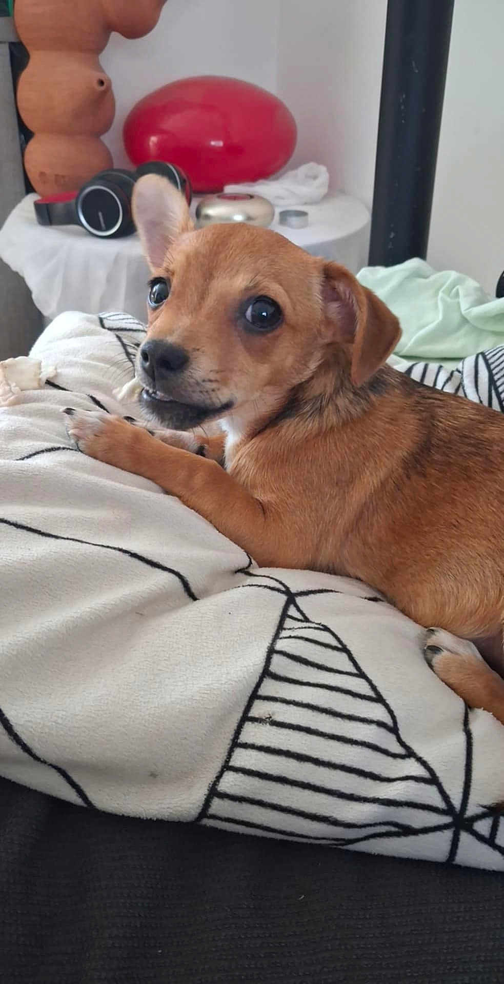 Choco