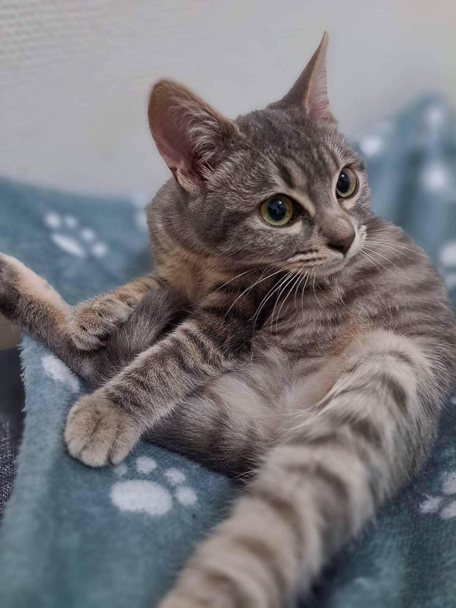 Alvin a rejoint le concours — aidez-le/la à gagner de superbes lots ! carnivore, cat, claw, domestic_short_haired_cat, felidae, fur, paw, sitting, small_to_medium_sized_cats, snout, tail, terrestrial_animal, whiskers, wildlife