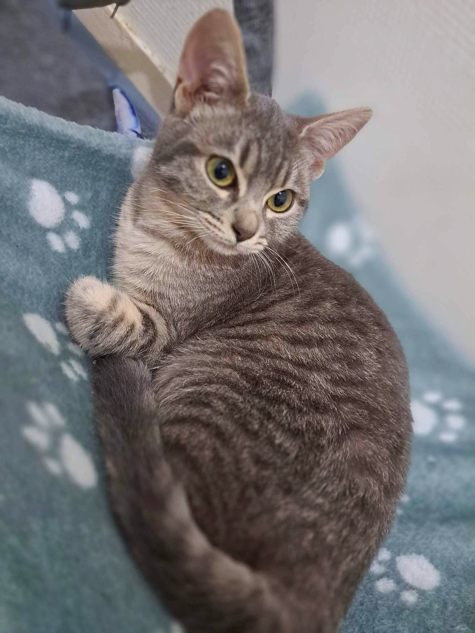 Alvin participe au concours pour gagner de l'argent avec cette photo : carnivore, cat, claw, domestic_short_haired_cat, ear, eye, felidae, fur, head, paw, sitting, small_to_medium_sized_cats, snout, tail, terrestrial_animal, whiskers, wildlife