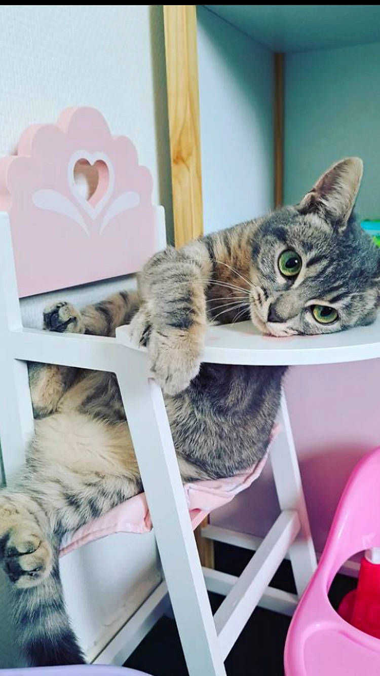 Alvin participe au concours pour gagner de l'argent avec cette photo : art, carnivore, cat, collage, collection, companion_dog, domestic_short_haired_cat, felidae, fur, pattern, paw, room, shelving, small_to_medium_sized_cats, tail, whiskers