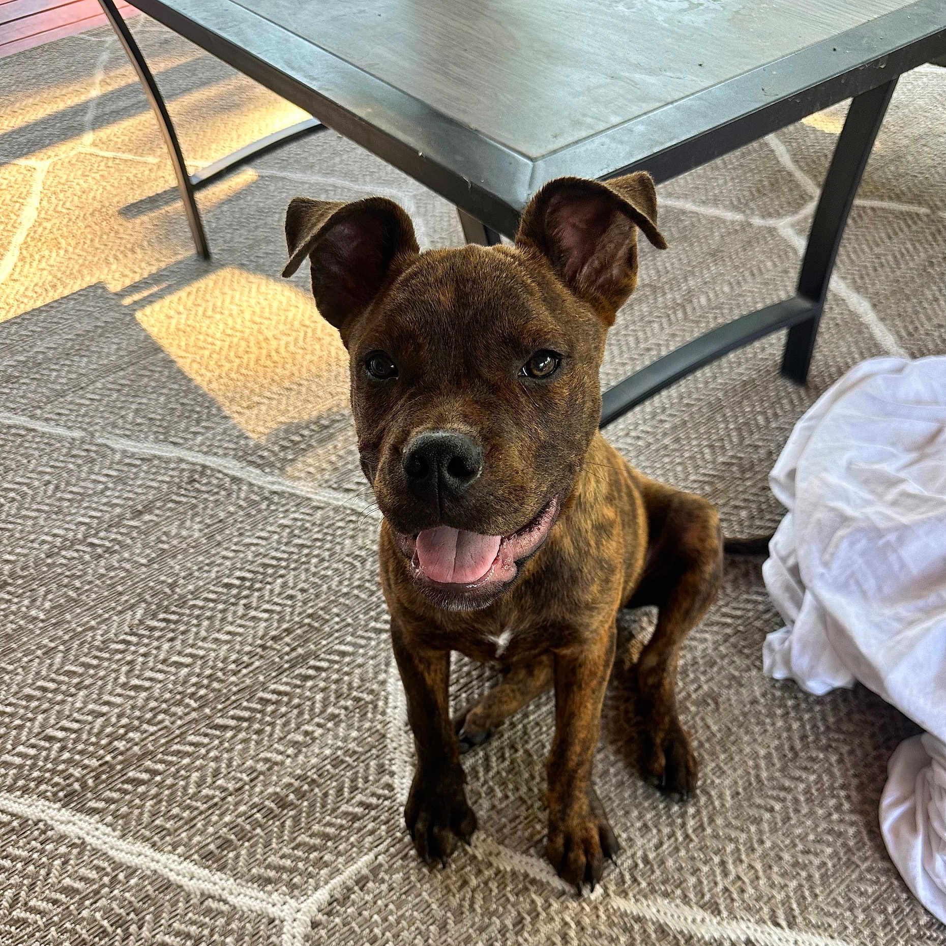 Pickles joined the competition — help win amazing prizes! animal, baby, boxer, bulldog, canine, chair, diningtable, dog, frenchbulldog, furniture, hardwood, hound, indoors, interiordesign, person, pet, pitbull, puppy, table, wood