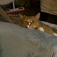 Rusty joined the competition — help win amazing prizes! cat, orange_tabby, indoor, couch, furniture, curious, pet, whiskers, paw, cozy, home, animal, relaxed, looking, mammal, domestic, fur, face, resting, background