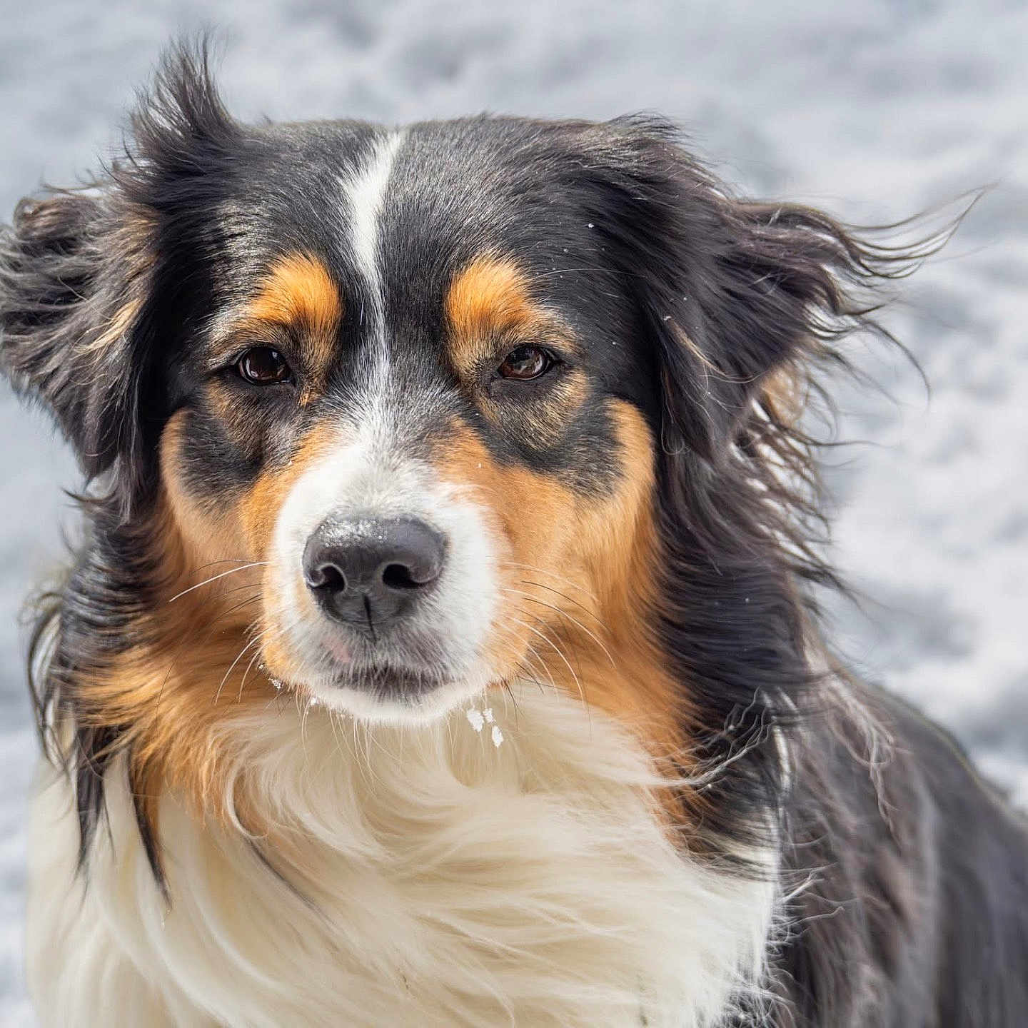 Dani joined the competition — help win amazing prizes! animal, black, brown, canine, close_up, companion, dog, ears, face, fluffy, fur, muzzle, nature, nose, outdoor, pet, portrait, snow, white, winter