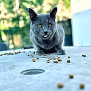 Gris participe au concours pour gagner de l'argent avec cette photo : cat, gray_cat, pet, animal, feline, green_eyes, tongue, sitting, outdoor, table, kibble, cat_food, fur, whiskers, ears, portrait, closeup, blurred_background, garden, house