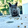 cat, gray_cat, pet, animal, feline, green_eyes, tongue, sitting, outdoor, table, kibble, cat_food, fur, whiskers, ears, portrait, closeup, blurred_background, garden, house