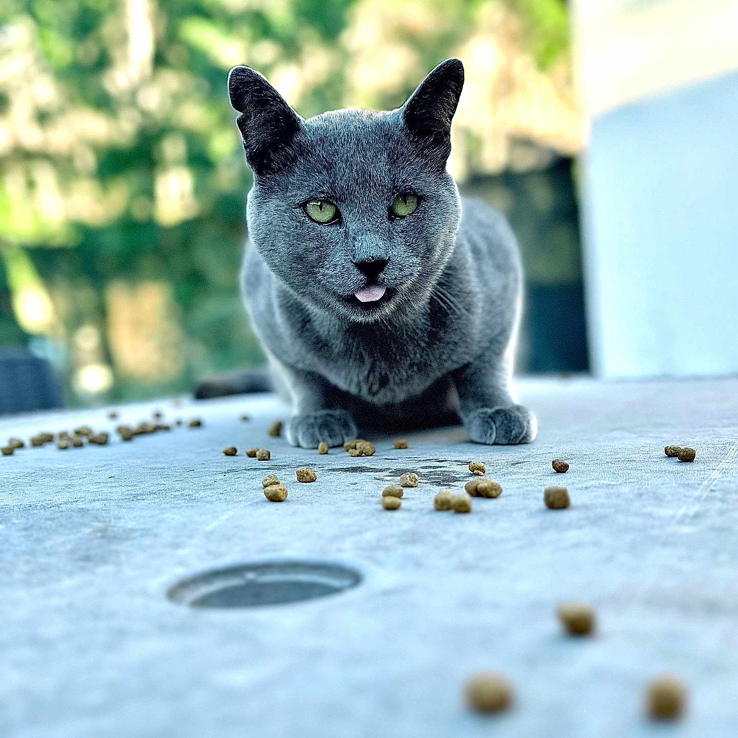Gris participe au concours pour gagner de l'argent avec cette photo : cat, gray_cat, pet, animal, feline, green_eyes, tongue, sitting, outdoor, table, kibble, cat_food, fur, whiskers, ears, portrait, closeup, blurred_background, garden, house