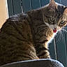 cat, tabby, pet, animal, feline, whiskers, tongue, sitting, perched, indoors, doorway, sunlight, fur, striped, green_eyes, portrait, closeup, alert, funny, home