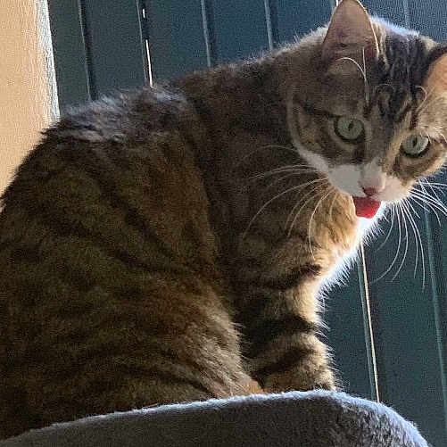 Tutu participe au concours pour gagner de l'argent avec cette photo : cat, tabby, pet, animal, feline, whiskers, tongue, sitting, perched, indoors, doorway, sunlight, fur, striped, green_eyes, portrait, closeup, alert, funny, home