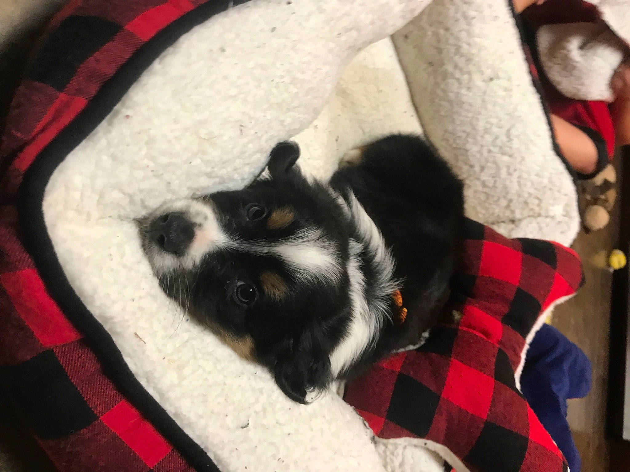 Nugget is registered to the contest to win money with this photo: carmine, carnivore, comfort, companion_dog, dog, dog_breed, dog_supply, felidae, fur, linens, mammal, pattern, pet_supply, plaid, sporting_group, tail, tartan, terrestrial_animal, textile, vertebrate