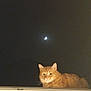 animal, animal_portrait, calm, cat, cute, dark, feline, fur, looking, moon, mysterious, night, nocturnal, orange_tabby, outdoor, peaceful, pet, quiet, whiskers, window_ledge