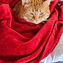 animal, blanket, cat, chair, closeup, comfort, cozy, cute, feline, fur, home, indoor, orange_tabby, pet, red_blanket, relaxed, resting, sleepy, soft, warm