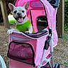 animal, backyard, dog, foliage, french_bulldog, garden, green_shirt, happy, mesh, outdoor, pet, pet_stroller, pink_stroller, portrait, puppy, smiling, tongue_out, wheels, white_dog, wooden_deck