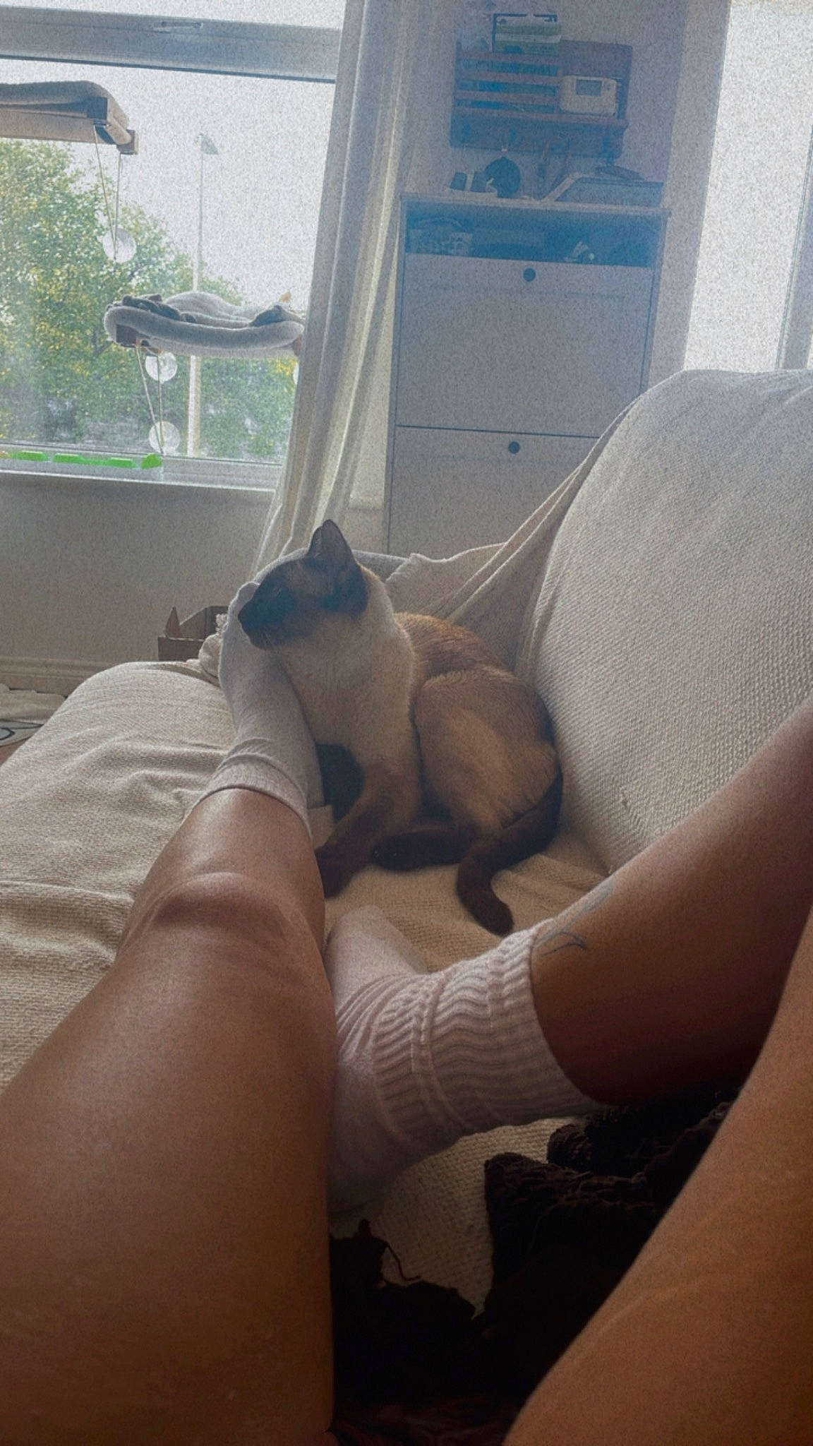 Haru joined the competition — help win amazing prizes! abdomen, barefoot, bedding, comfort, elbow, finger, foot, human_leg, knee, linens, mammal, room, shoulder, sock, thigh, tints_and_shades, toe, vehicle_door, window, windshield