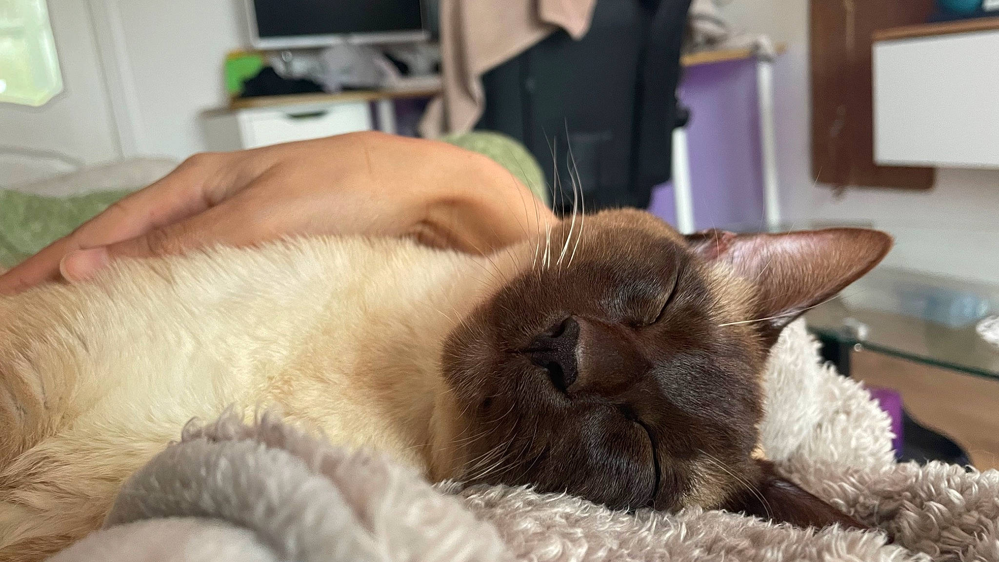 Haru joined the competition — help win amazing prizes! balinese, carnivore, cat, chartreux, claw, comfort, domestic_short_haired_cat, fawn, felidae, fur, nap, paw, picture_frame, siamese, sleep, small_to_medium_sized_cats, snout, thai, tonkinese, whiskers
