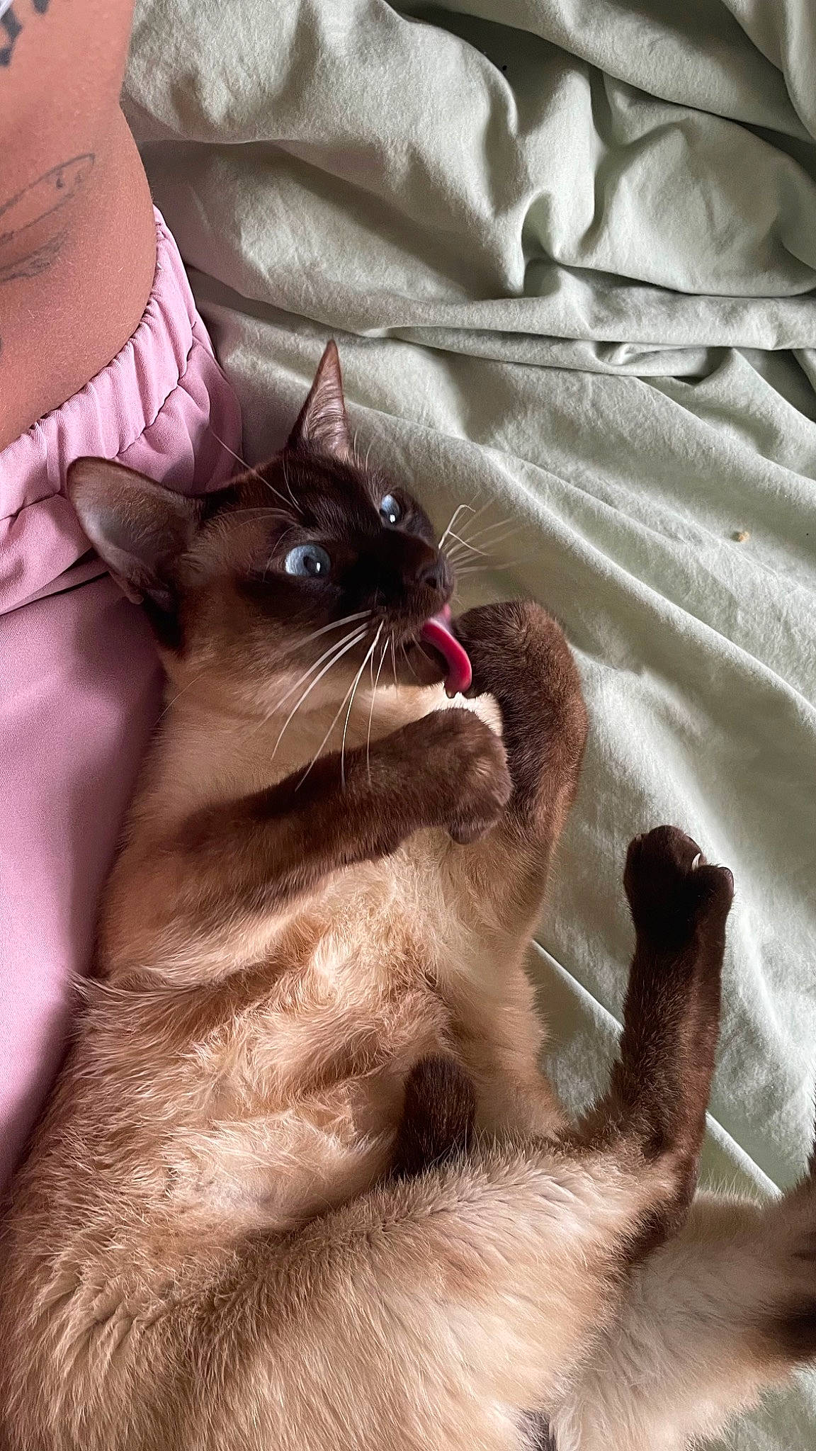 Haru joined the competition — help win amazing prizes! balinese, bedding, carnivore, cat, comfort, domestic_short_haired_cat, fawn, felidae, fur, gesture, linens, paw, pillow, siamese, small_to_medium_sized_cats, snout, tail, textile, thai, whiskers
