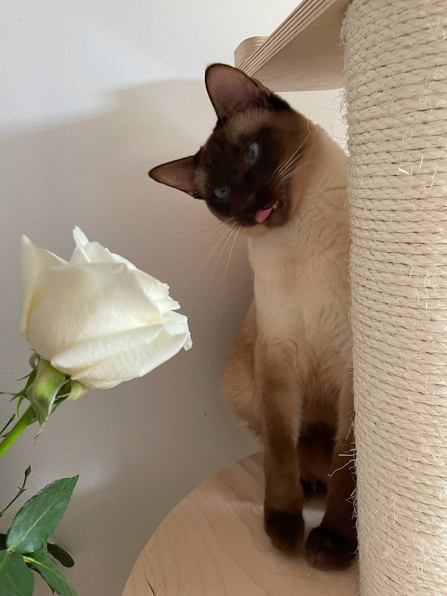 Haru joined the competition — help win amazing prizes! balinese, carnivore, cat, fawn, felidae, flower, flowering_plant, fur, houseplant, pedicel, petal, plant, rose, rose_family, rose_order, siamese, small_to_medium_sized_cats, tail, thai, whiskers