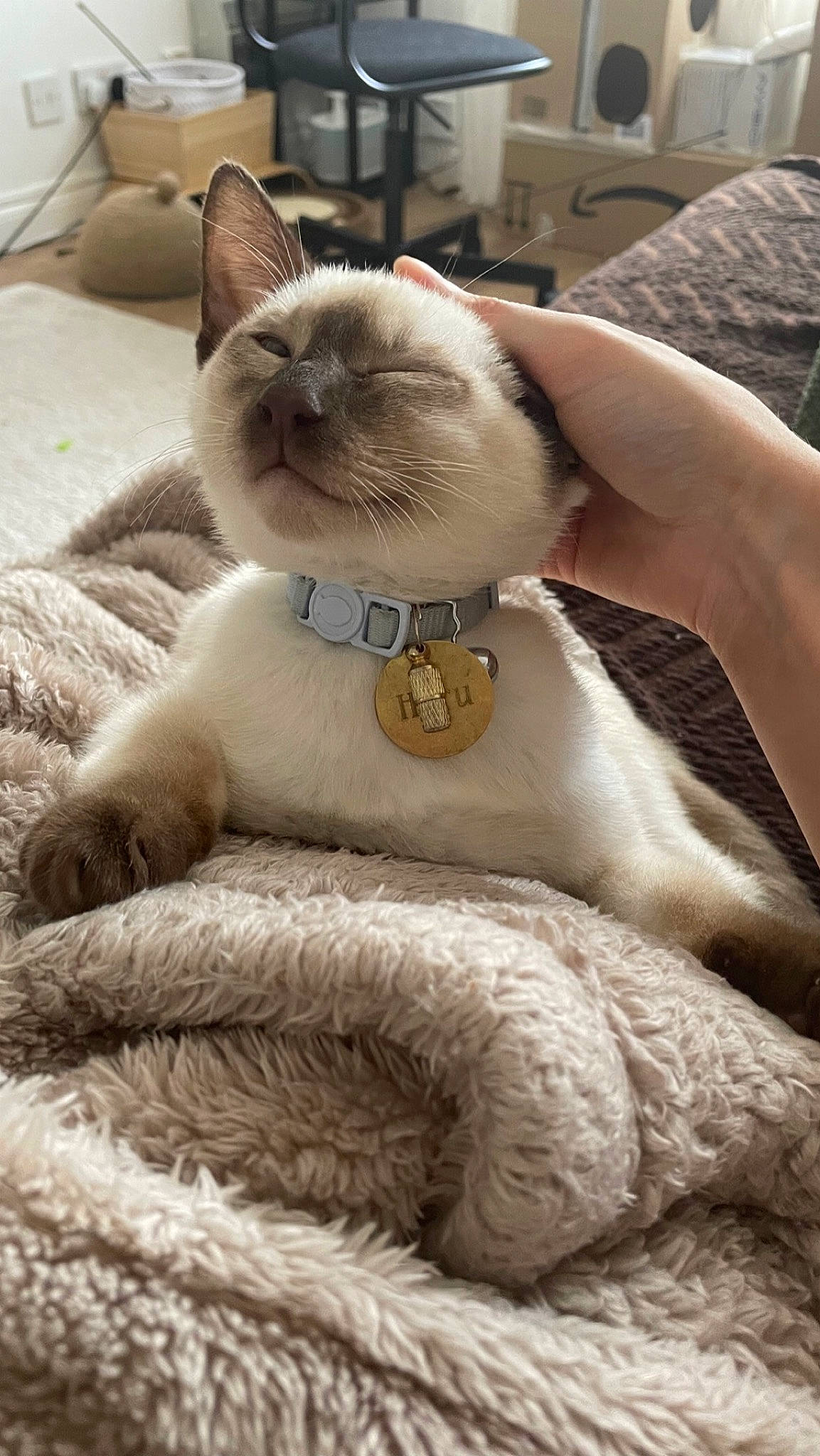 Haru joined the competition — help win amazing prizes! birman, carnivore, cat, cat_supply, claw, collar, comfort, domestic_short_haired_cat, fawn, felidae, fur, linens, pet_supply, siamese, sitting, small_to_medium_sized_cats, snout, tail, terrestrial_animal, whiskers